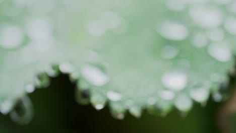 Moving-over-water-drop-covered-green-leaf-while