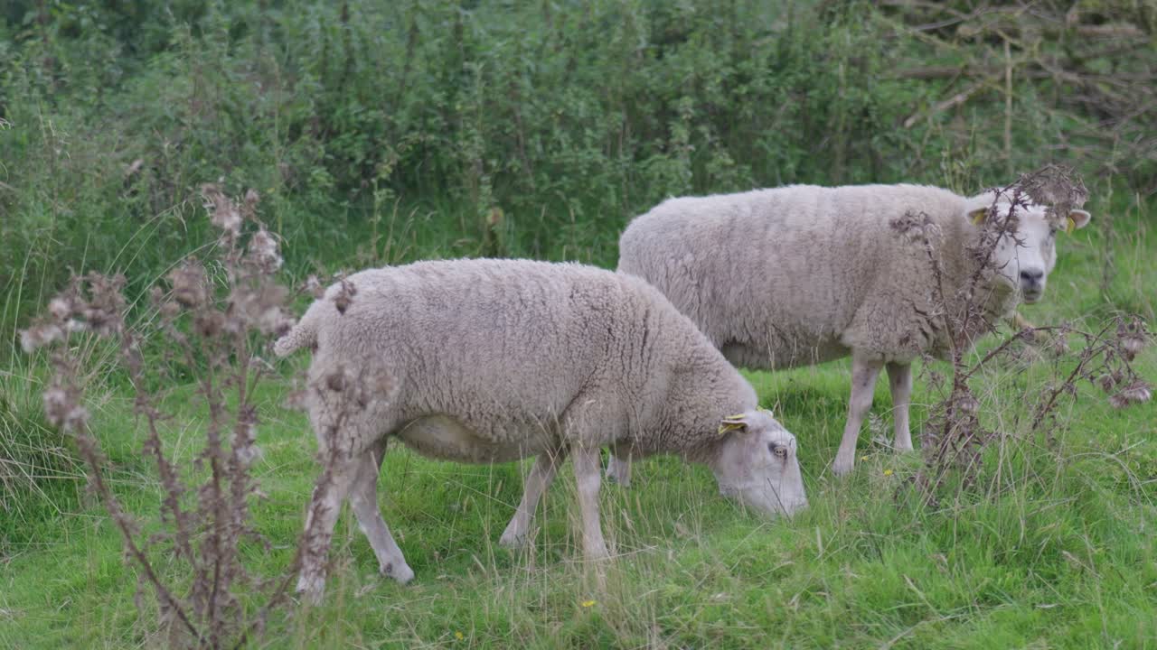두 마리 의 양 들 이 초록색 들판 에서 먹이 를 먹고 있다