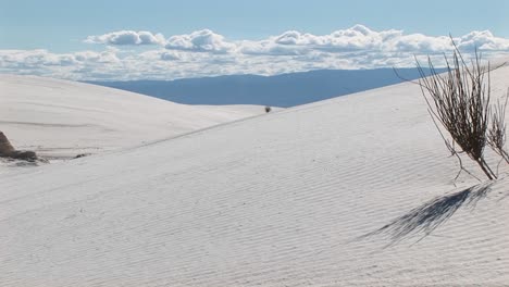 Panright-Of-Sand-Dunes-And-A-Scraggly-Plant-At-White-Sands-National-Monument-In-New-Mexico