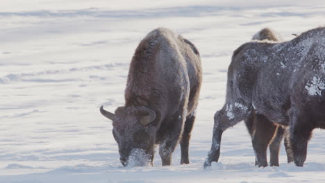 Teleaufnahme-Eines-Europäischen-Waldbisons,-Der-In-Einer-Weißen,-Verschneiten-Winterlandschaft-Auf-Nahrungssuche-Geht