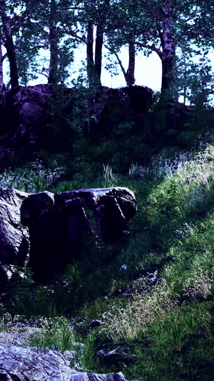 un bosque exuberante con árboles altos y rocas