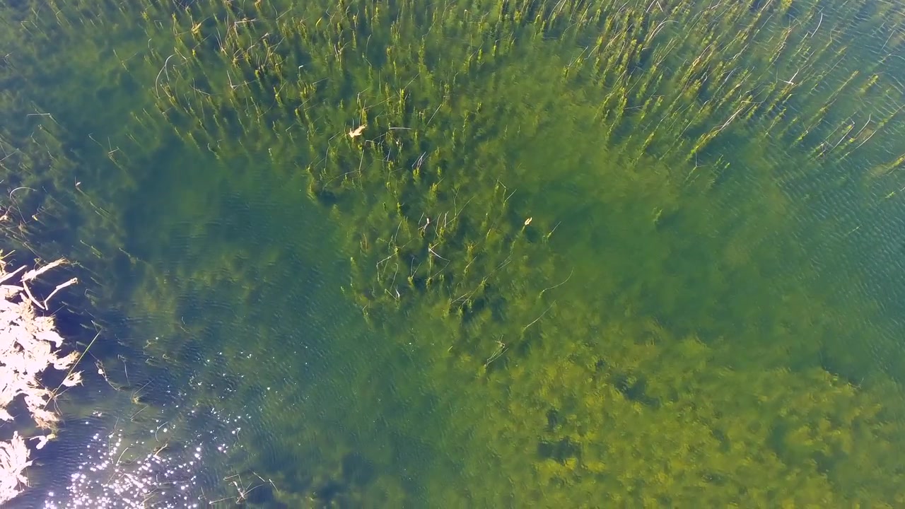 Aerial View of Aquatic Plants and Reeds in Clear Lake Water