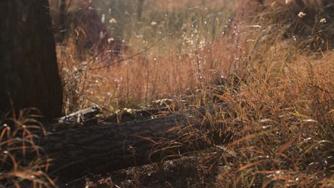 colorado native grasses during golden hour in northern colorado