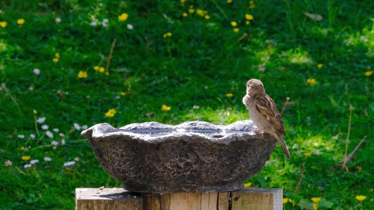 pájaros bebiendo en un baño de pájaros en el jardín británico