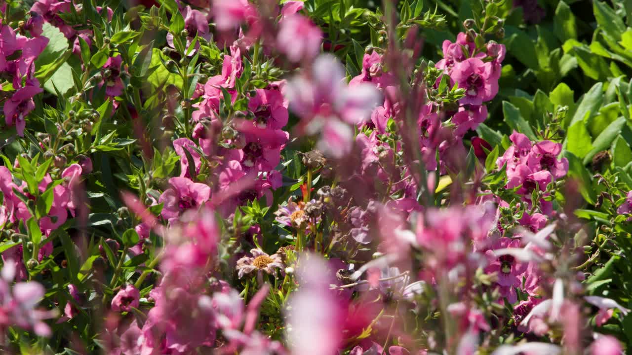 Close-up camera movement through blooming pink flowers, soft focus, natural sunlight, lush greenery