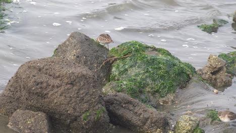 Sand-Piper-Aves-Costeras-En-Busca-De-Comida-En-Elkhorn-Sloughs-En-Moss-Landing-Harbor,-California