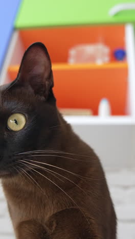 brown burmese cat with chocolate fur color and yellow eyes gazing vertical video