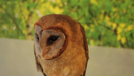 owl looks around in owl cafe tokyo japan