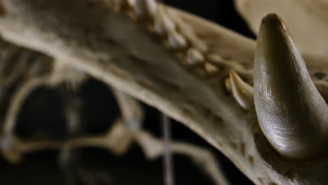 dientes grandes en el esqueleto de cocodrilo - macro de primer plano
