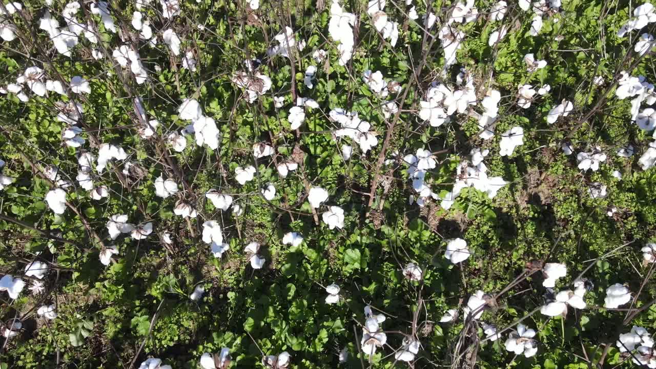 들판에 있는 목화 식물