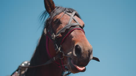 un lindo caballo marrón mastica la brida y lame los labios bajo el cielo azul