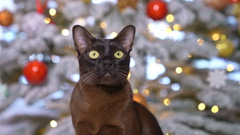 big-eyed black domestic cat looks at the light. graceful feline pet with yellow eyes staring in front of it. christmas tree in blur at the backdrop.