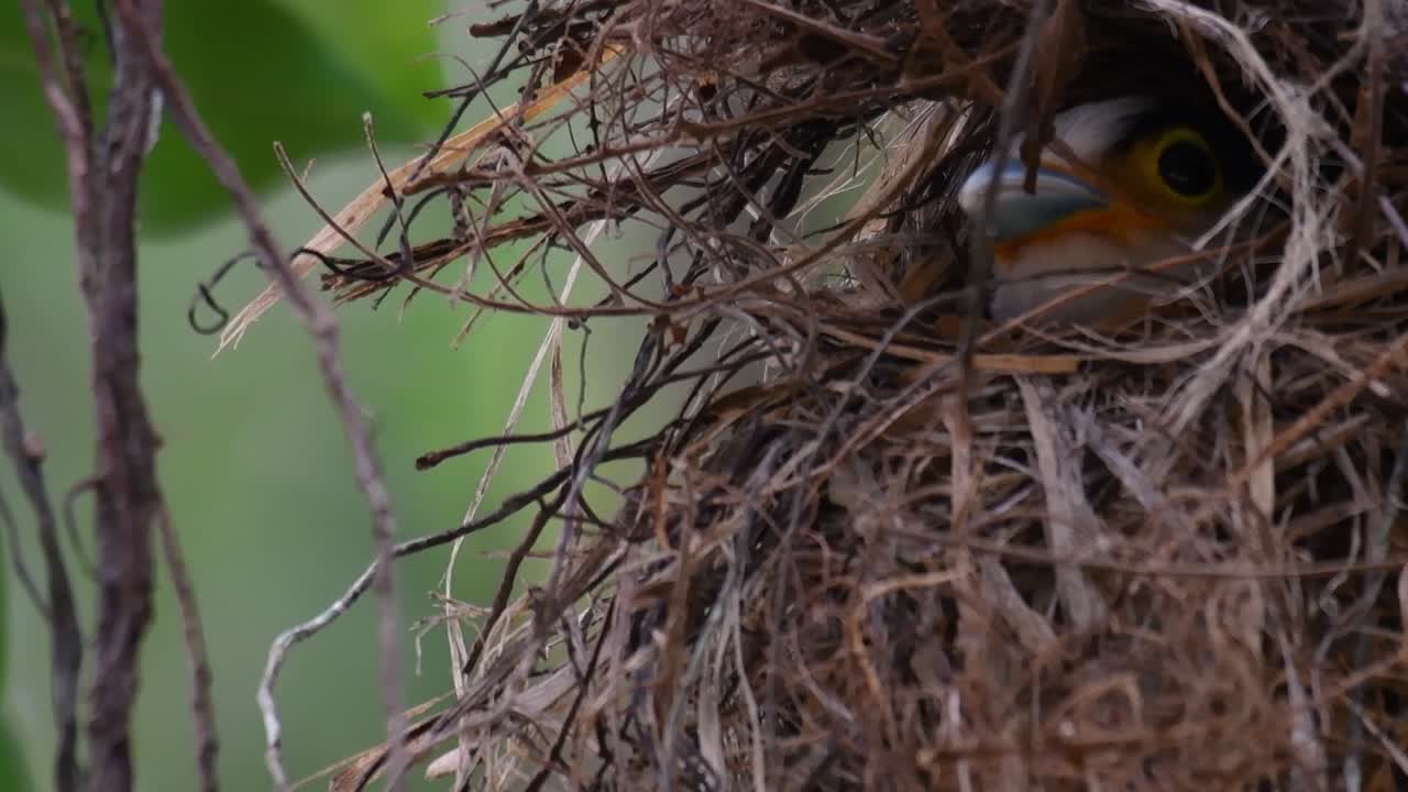 The Silver-breasted Broadbill is a famous bird in Thailand, both local and international