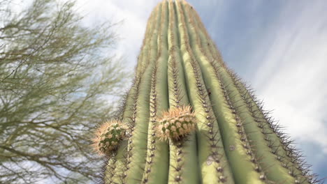 cacto saguaro con nuevos brazos creciendo en su cuerpo bajo el cielo azul brillante