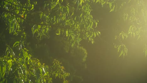 Bright-golden-hour-sunlight-peaking-through-green-branches-in-forest