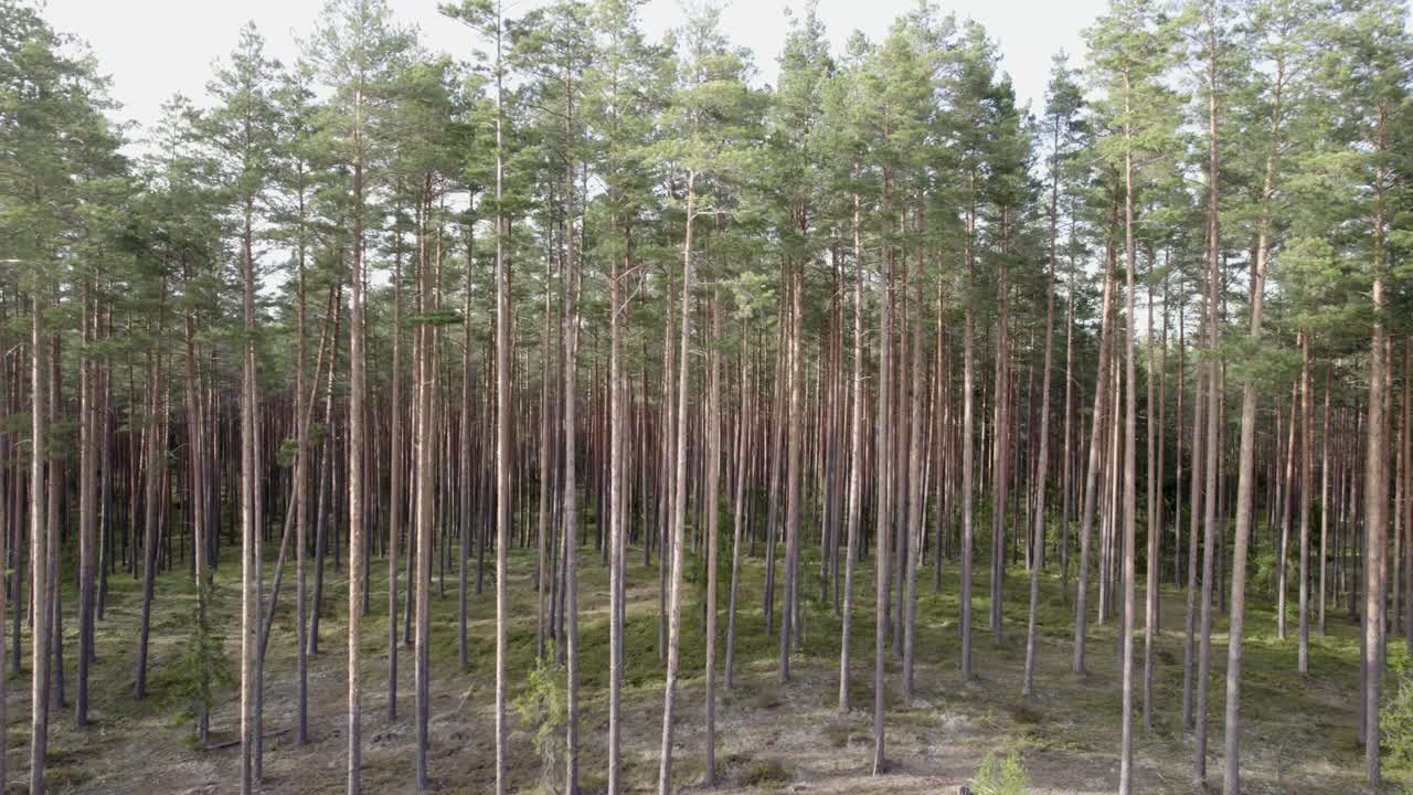 pan de camiones aéreos de bosque de pinos altos con sotobosque escaso, fondo de árboles