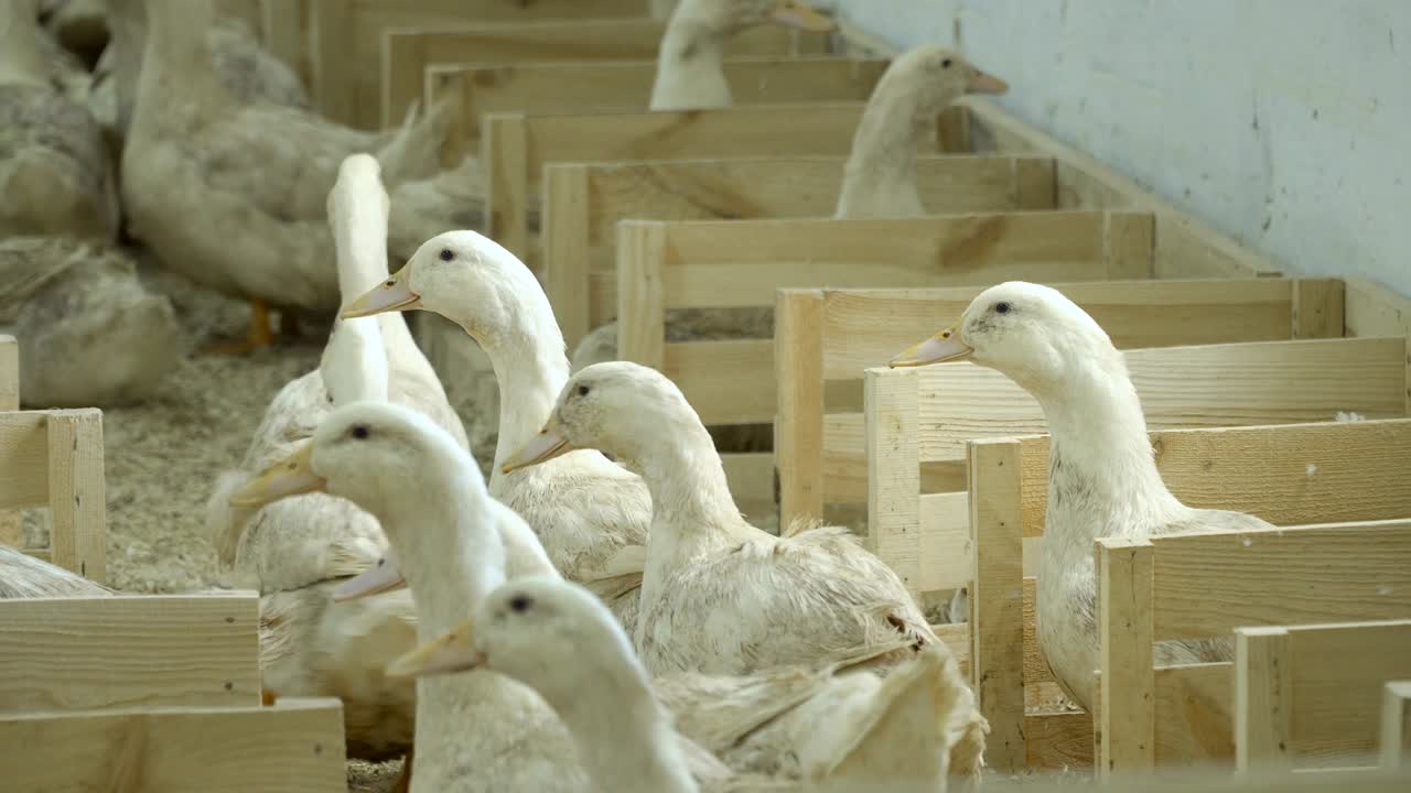 Patos adultos crescendo em uma granja de aves para venda.