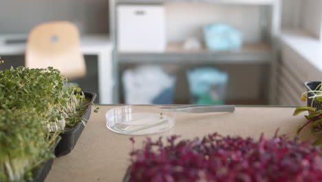 microgreens cultivation in a laboratory setting