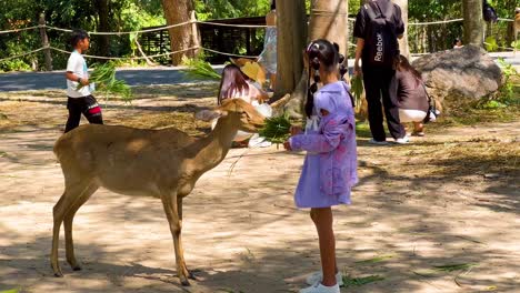 child feeding deer in chonburi, thailand zoo