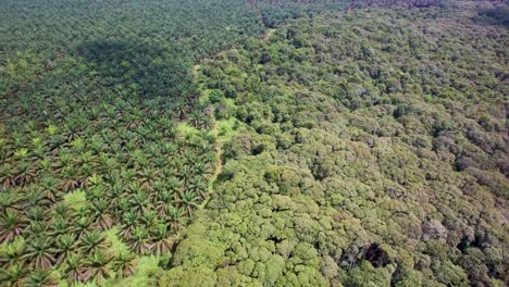 Aerial drone comparison between original jungle or primary forest and palm oil plantation in Indonesia