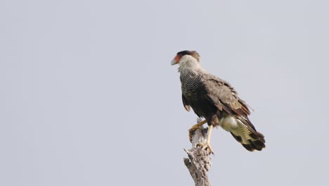 crested caracara  stands dominant on a branch