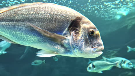 black bream southern fish, acanthopagrus butcheri underwater swimming