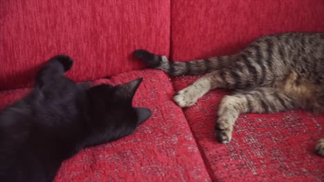 two cats playing on a red sofa