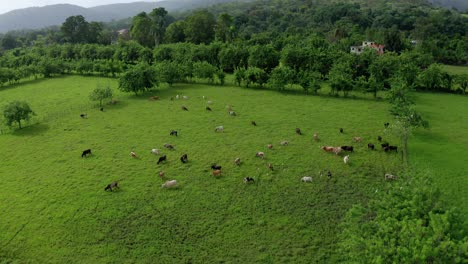 farm with cows in the green field, in an area of bonao, dominican republic