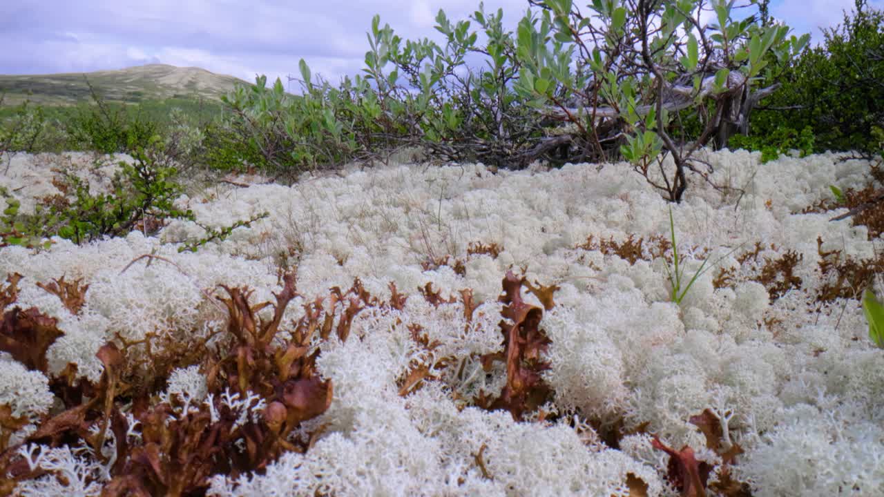 la tundra ártica, la hermosa naturaleza, el paisaje natural de noruega.
