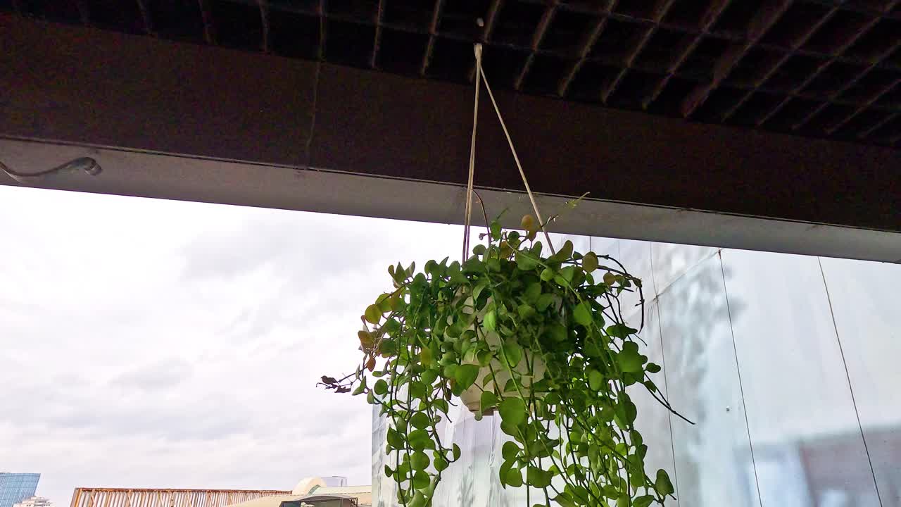 una planta se balancea suavemente en el viento