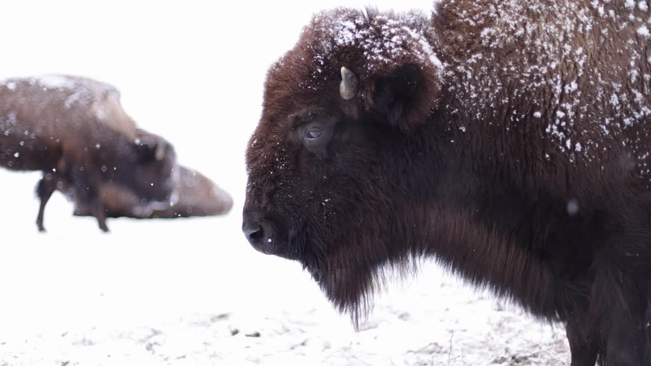 bisonte sobreviviendo al duro invierno en cámara súper lenta