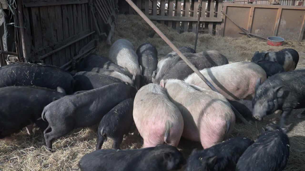 Herd of pigs gathered and eating in a farm sty