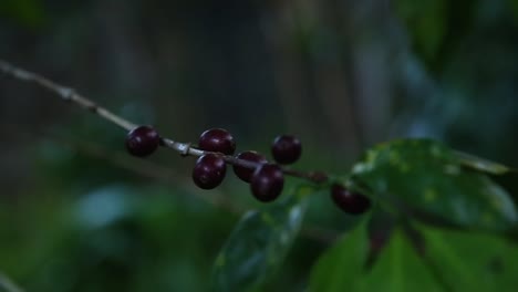 grape fruits in wine yard