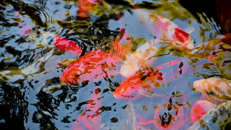 mierda de pescado hermoso colorido nadando en el agua