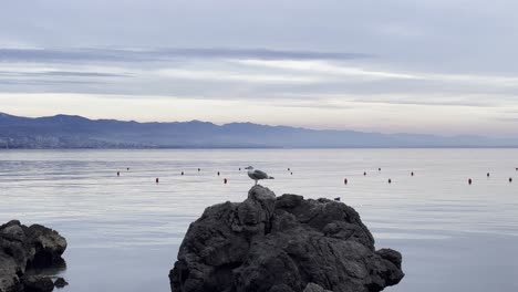 Gaviota-Sobre-Roca-Con-Boyas-Flotando-En-La-Orilla-Del-Mar-Lovran,-Opatija,-Croacia