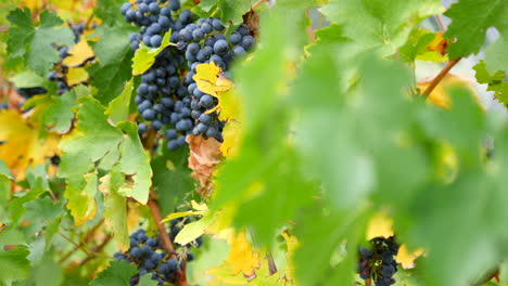 Revealing-wine-grapes-that-are-about-to-be-picked-at-a-winery