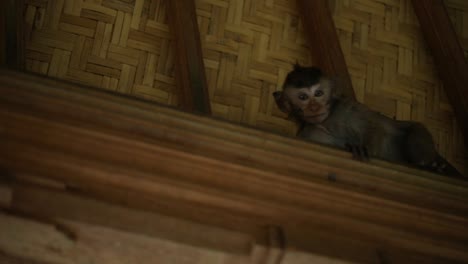 A-cute-baby-Balinese-Long-Tailed-monkey-at-the-Sacred-Monkey-Forest-in-Bali,-Indonesia-hiding-in-a-hut-and-staring-at-the-camera