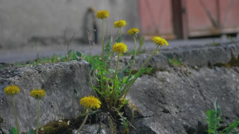 Dandelion-flowers-on-the-sidewalk-of-an-urban-road