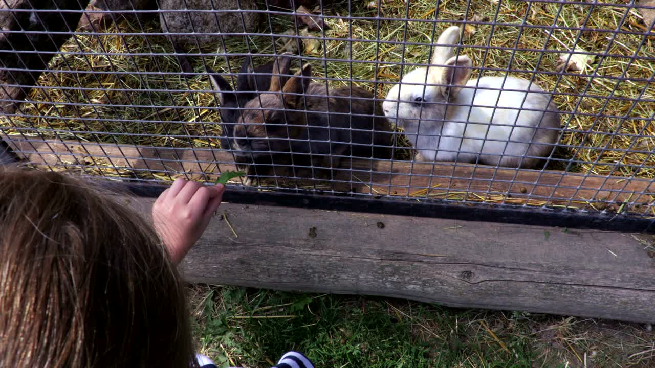 야외에서 토끼를 먹이는 소녀