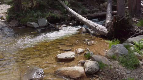 Gebirgsbach-Im-Wald-Von-Colorado