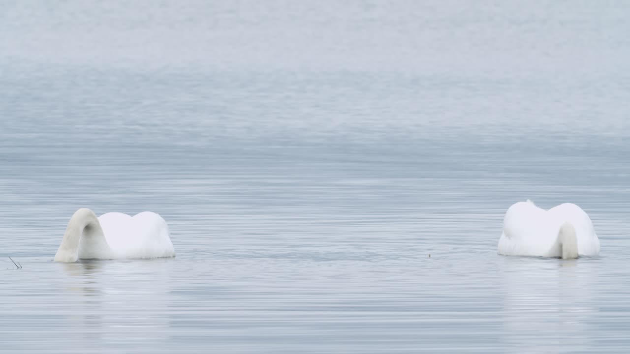 흐린 날에 잔디 수중 근접 촬영을 먹는 야생 음소거 백조
