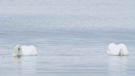 Wild-mute-swan-eating-grass-underwater-closeup-in-overcast-day