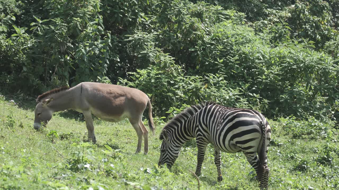 Donkey And Plain Zebra Grazing On Green Grass Near Lake Bunyonyi In Uganda