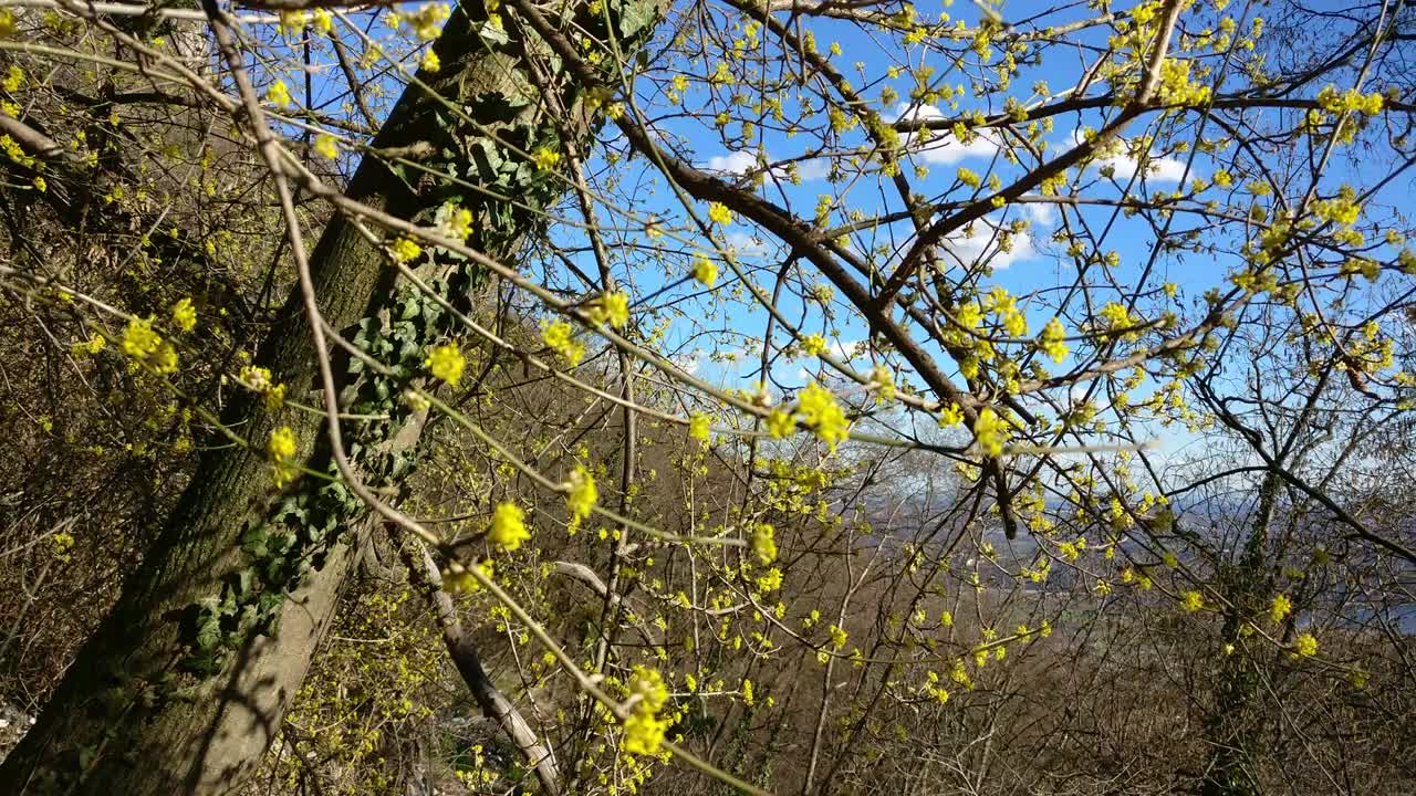 Meeting with the wild white billy goat on the trail in the mountains