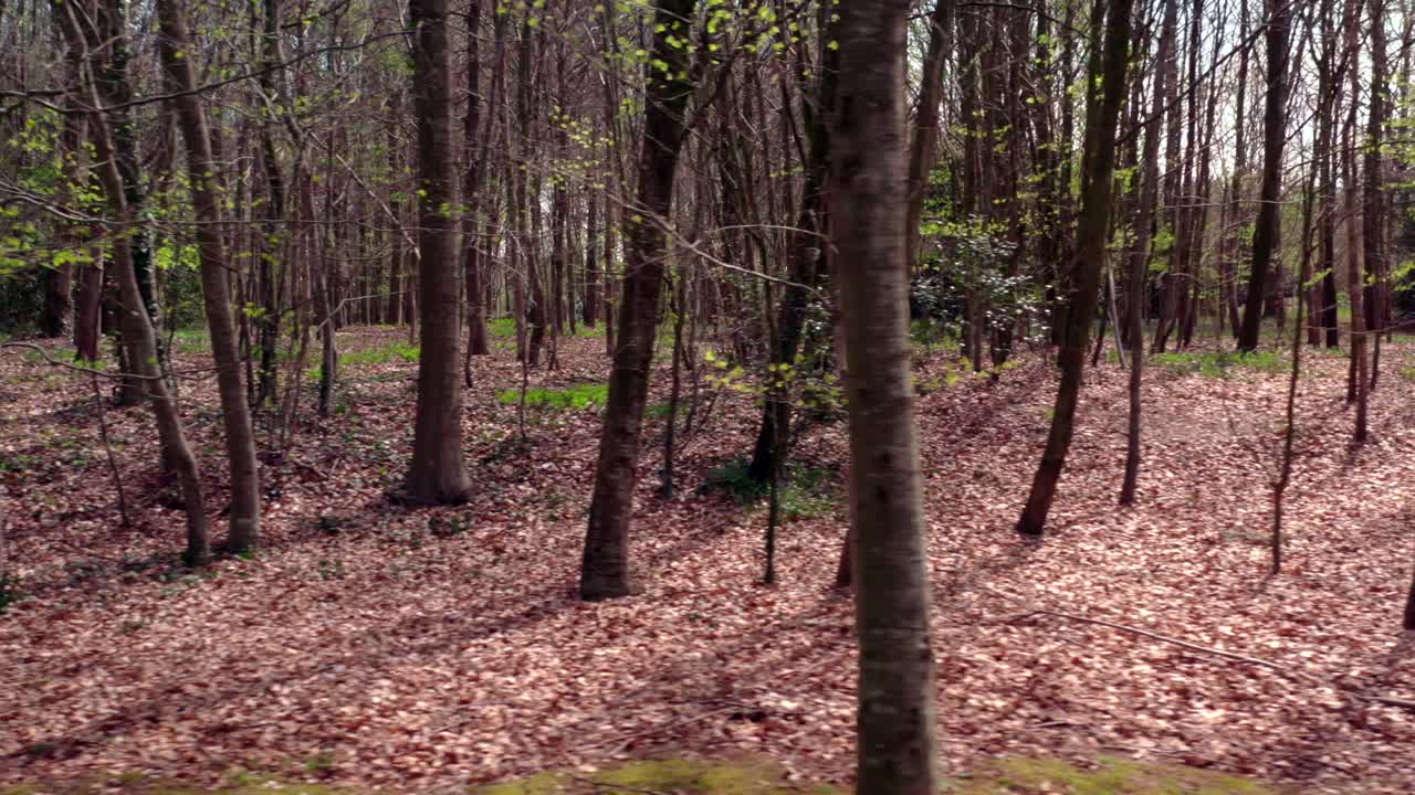 Foresta selvaggia alla fine dell'inverno, foglie secche a terra