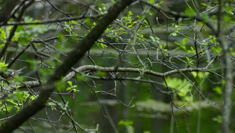 Pájaro-Cantor-Curruca-De-Pecho-De-La-Bahía-Tiempo-De-Primavera-En-Ontario