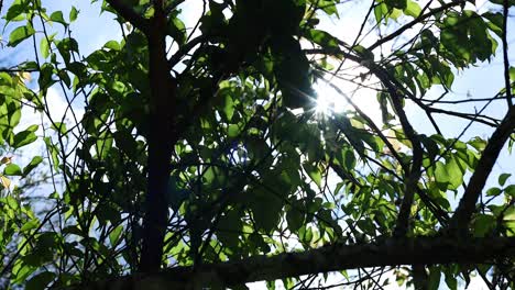 los rayos del sol asomando a través del denso follaje verde