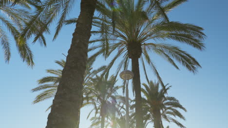 Sweeping-camera-view-through-majestic-palm-grove-against-clear-blue-sky,-sunny-day