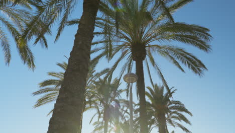 sweeping camera view through majestic palm grove against clear blue sky, sunny day
