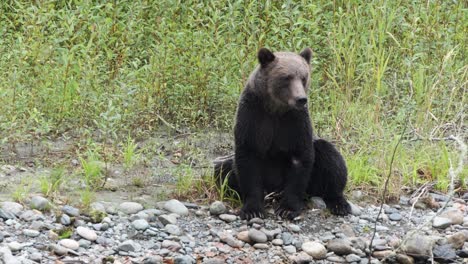 el oso grizzly sentado en la orilla del río olfatea el aire, mira directamente a la cámara